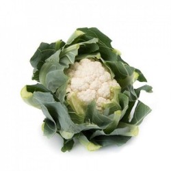 Seminte de conopida VENOSA F1