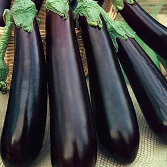 Seminte de vinete VIOLETA LUNGA