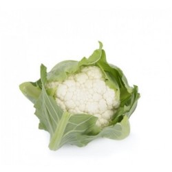 Seminte de conopida VITURRI F1