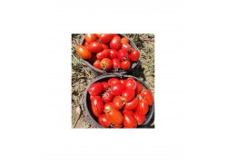 Seminte de tomate VOLOS F1