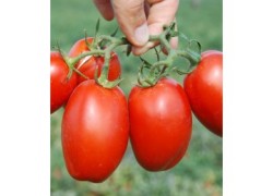 Seminte de tomate VOLOS F1