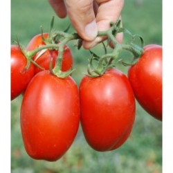 Seminte de tomate VOLOS F1