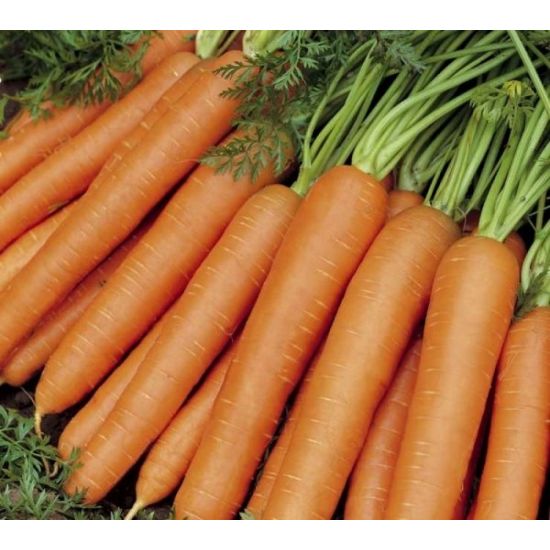 Seminte de morcovi YMER F1